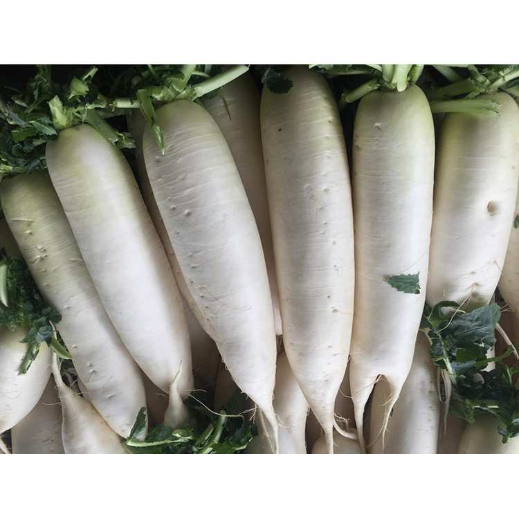 Explore o valor nutricional do New Crop Fresh Radish para aumentar a imunidade e inibir o crescimento de células cancerígenas